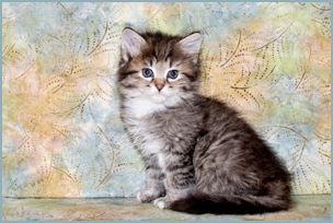 Male Siberian Kitten from Deedlebug Siberians